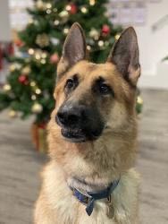 freespee's tweet image. We love our office pups ♥ #petfriendly #officedogs