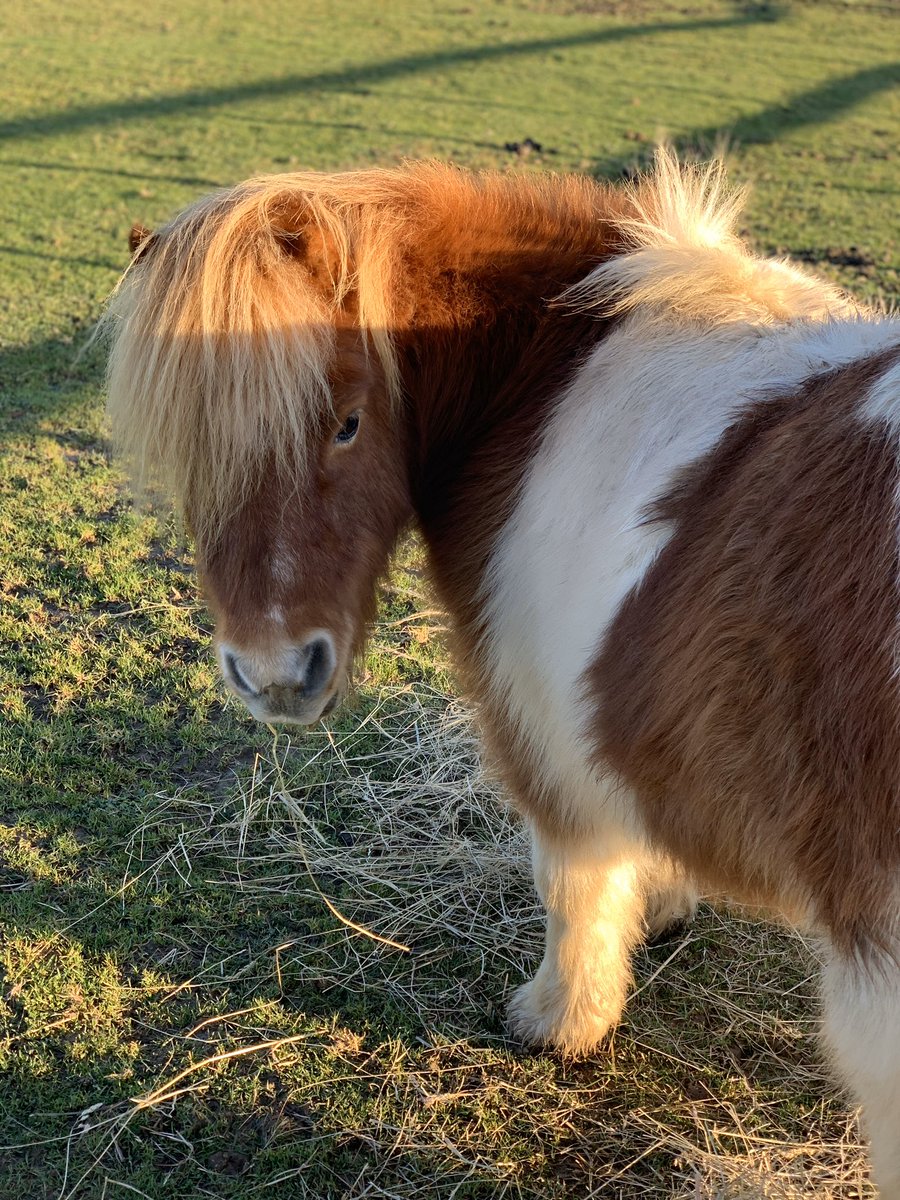 Days like these make me friends with winter again ☀️❄️🐴