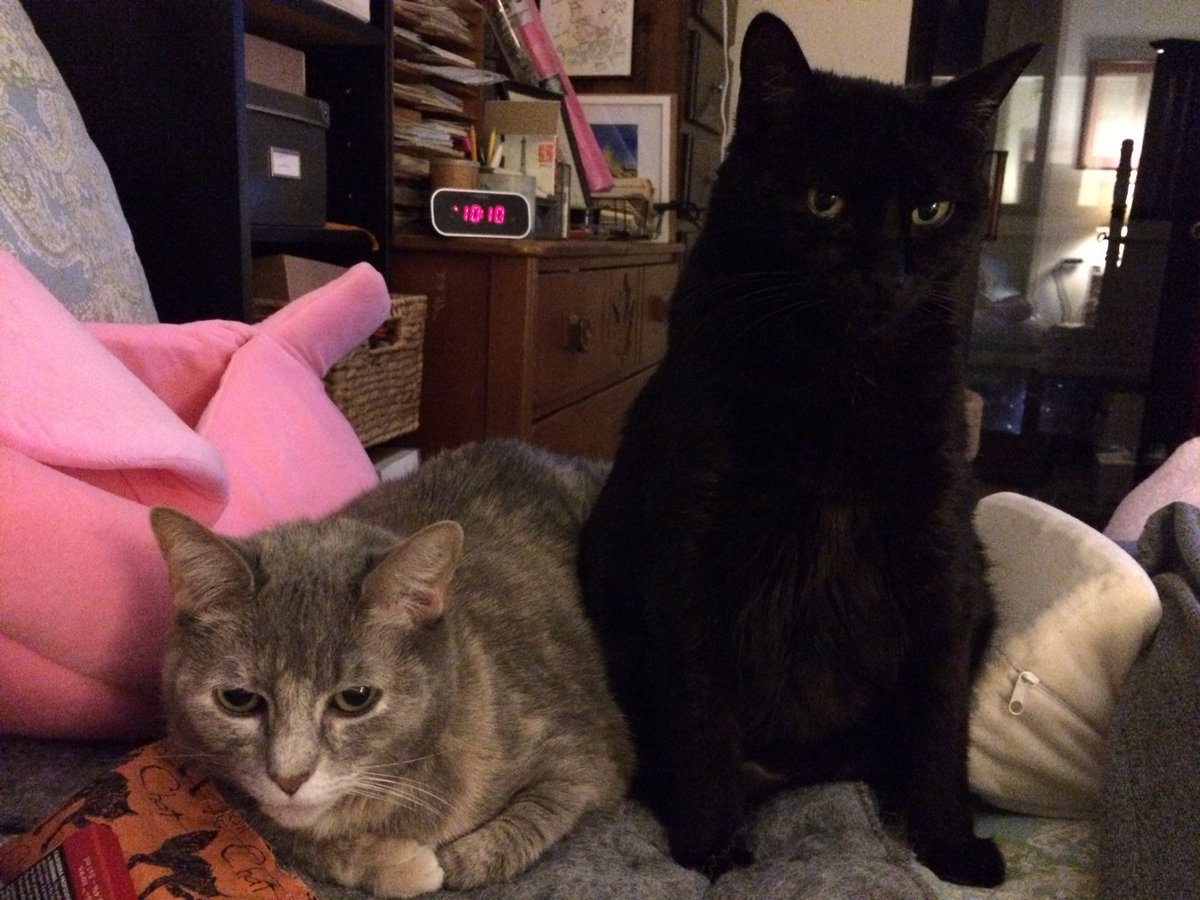 MzspellDena's tweet photo. Itโs #HaiTimTuesday we are happy to say! We say it loud and proud cuz we love our friend @tkbgamer and his mom @timzmom sheโs a ๐งถ #KnittingKitten Meshuganah also has her #TongueOutTuesday but Sugar just has a smile for Tim and Rose ๐น weโre all #CatsOfTwitter ๐๐ป๐พโผ๏ธ https://t.co/btpakn4wY2