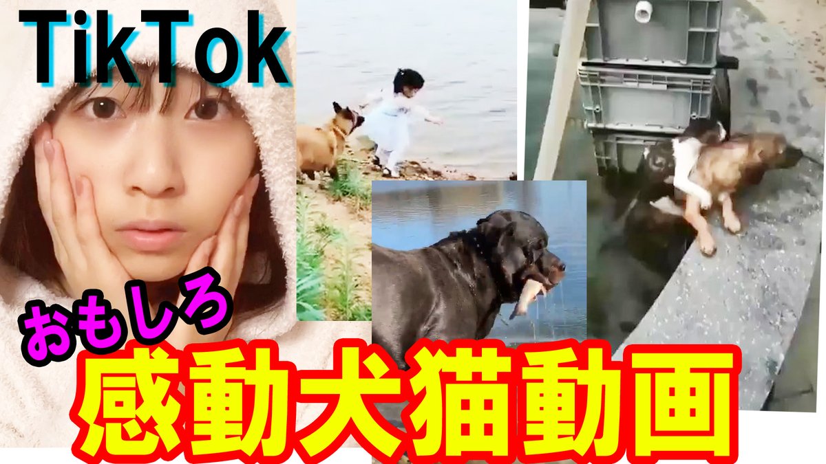 軟骨 留年ぼっち女子大生youtuber Tiktok 感動 猫動画 Tiktok 犬猫の感動動画 特集 Twitterで話題の最新おもしろ動画特集 かわいいワンチャンネコちゃん多数 T Co Nvd6axpodj 今日は物申せない日でした おやすみ