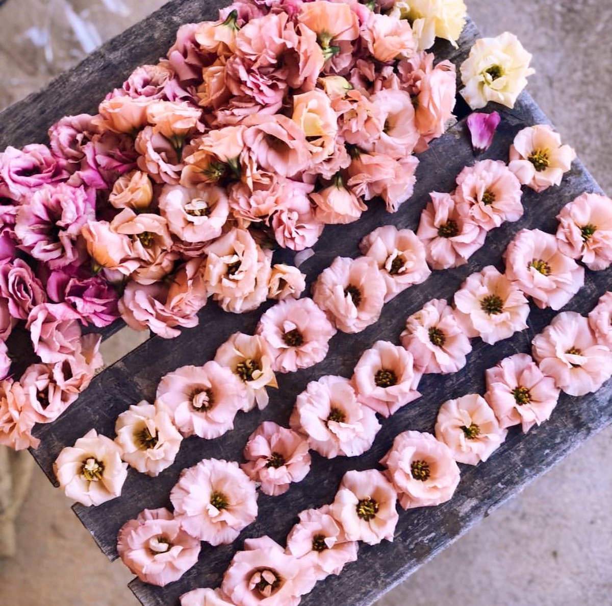 مساءكم سعادة وأمل

علمني الورد أن أكون كالتربة الخصبة أعطي من يزرع ثمراً دون انتظار المقابل
.