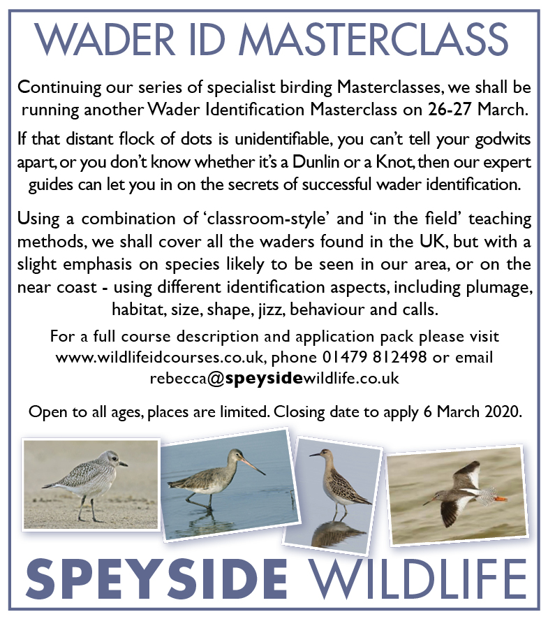 Speyside Wildlife tweet media
