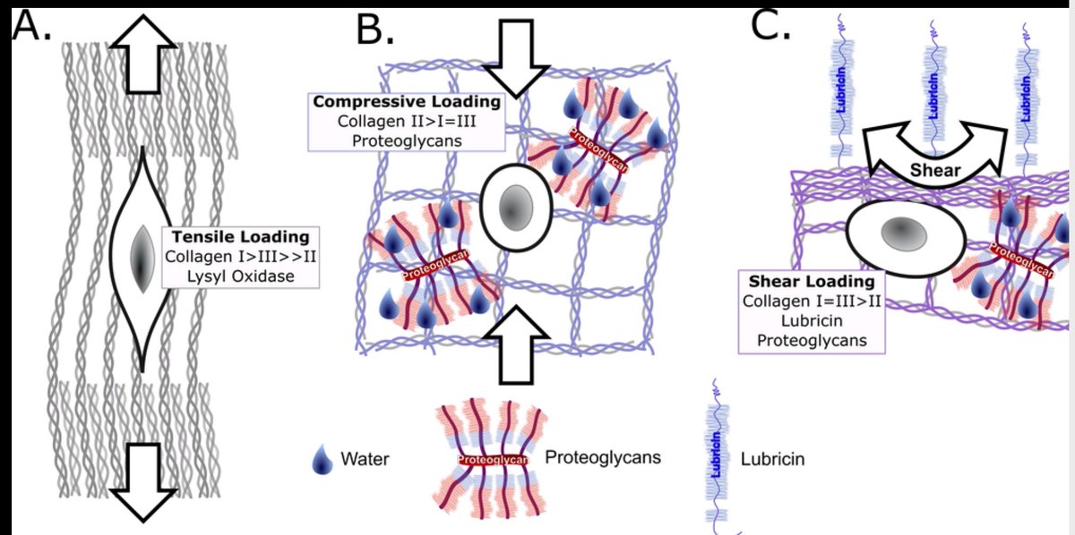 This figure shows that each load results in a different cellular response. Tensile loading increases aligned collagen I; compression increases proteoglycans (cartilage genes that bring water into the tissue); and shear loads increase lubricin at the surface