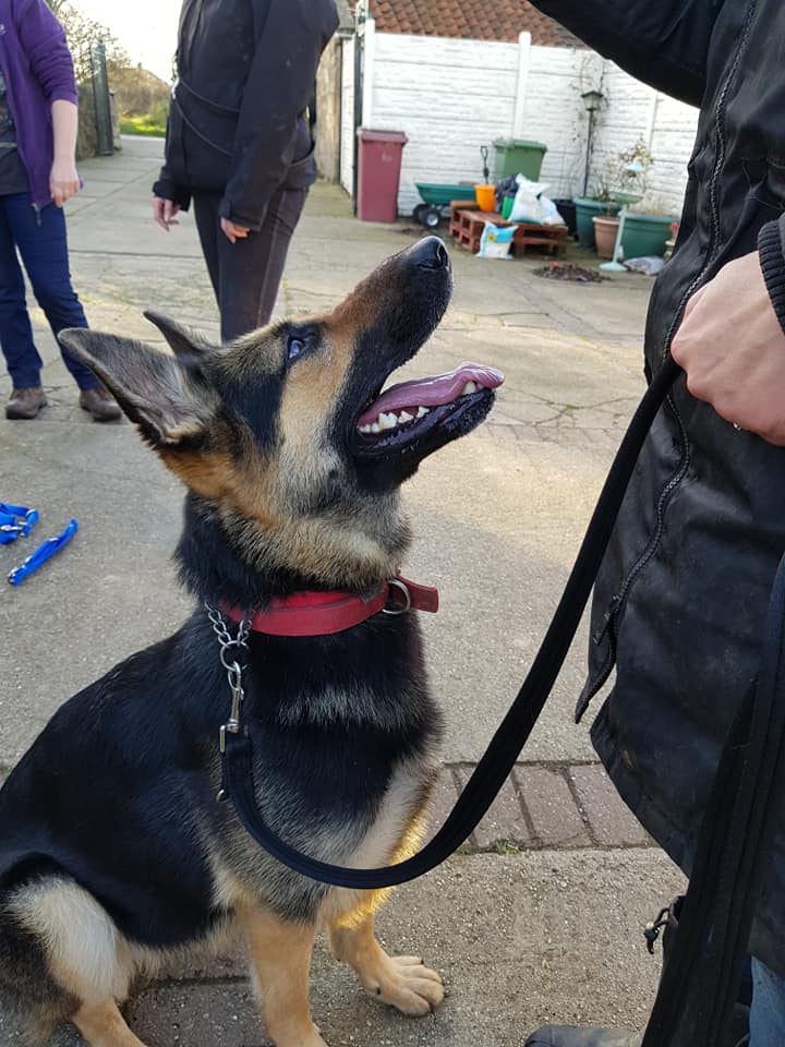 German Shepherd Rescue Elite ( GSRE ) tweet media