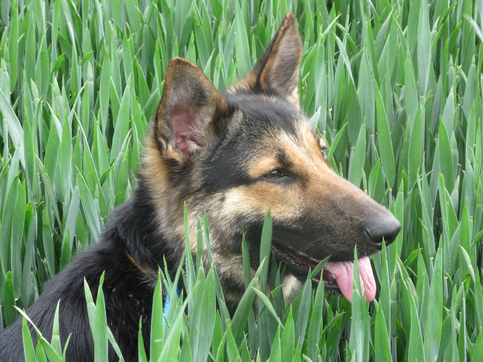 German Shepherd Rescue Elite ( GSRE ) tweet media