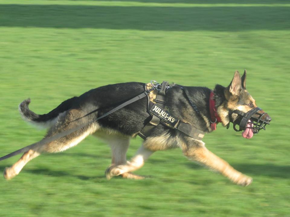 German Shepherd Rescue Elite ( GSRE ) tweet media