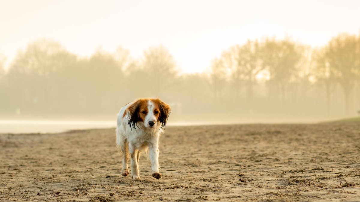 burryandenbrink's tweet photo. Vanmiddag kwam er weer #mist #hond #kooiker #achterhoek #stroombroek #winter #zon https://t.co/zCoWu4ViVN