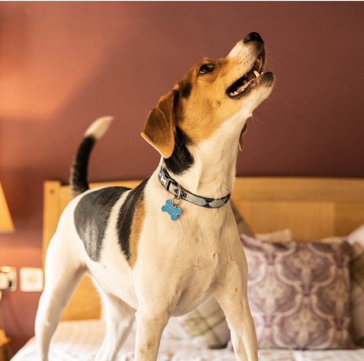 Want to get away but have furry friends to consider? 
Not a problem! Here at The Barns Hotel we welcome dog to join you on your weekend break! 
Why not book today? 🐶

Call the hotel on 01234 270044

#dogfriendlyhotel #treats #riversidelocation #bedford #weekendbreak #petfriendly