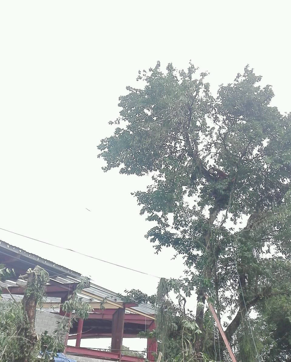 NaturgyPa's tweet photo. Se realizan trabajos de mantenimiento en El Empalme, Changuinola, labores de poda y adecuación de elementos de la red. @interbocas @RTPanama @tvnnoticias @treporta https://t.co/iQIGGoVQp1