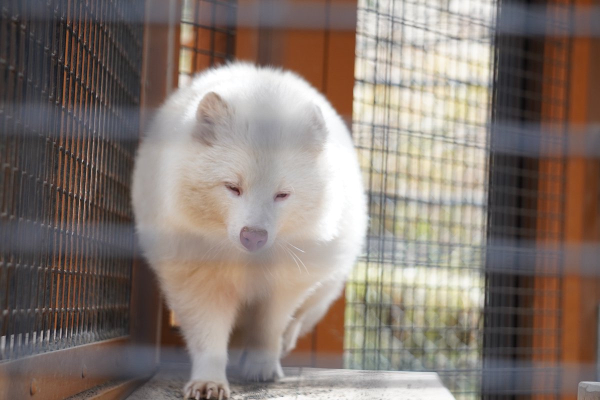 楽運犬 真っ白いもふもふ ポンくん 保護は 14年だけど もうちょっと年齢は行っているような気がする アルビノ個体が野生で数年生き残るのはそれなりに大変なはずなので なかなか凄いやつということになるのかな 根拠はないんだけどね