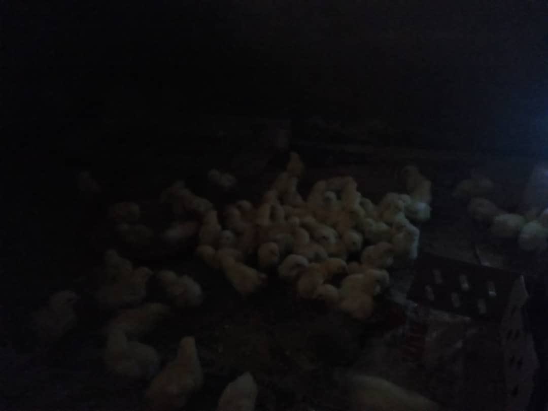 SlimBrightt's tweet photo. @ugo_urban Help me feed my chicken for the rest of the week before next month. 🙏 https://t.co/Js7e8NDiBq