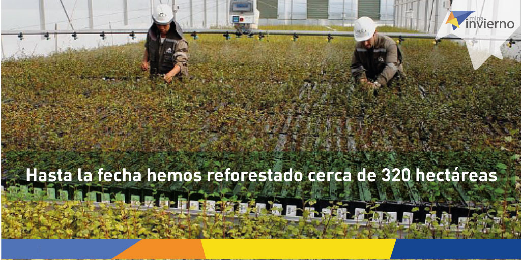El proceso de Rehabilitación Ambiental desarrollado por #MinaInvierno es uno de los más innovadores en la <a href="/mineriachilena/">Minería Chilena</a>: reforestamos, revegetamos botaderos y mantenemos un moderno invernadero 🌳🍀 ​

#cultivo #mineriasustentable #medioambiente