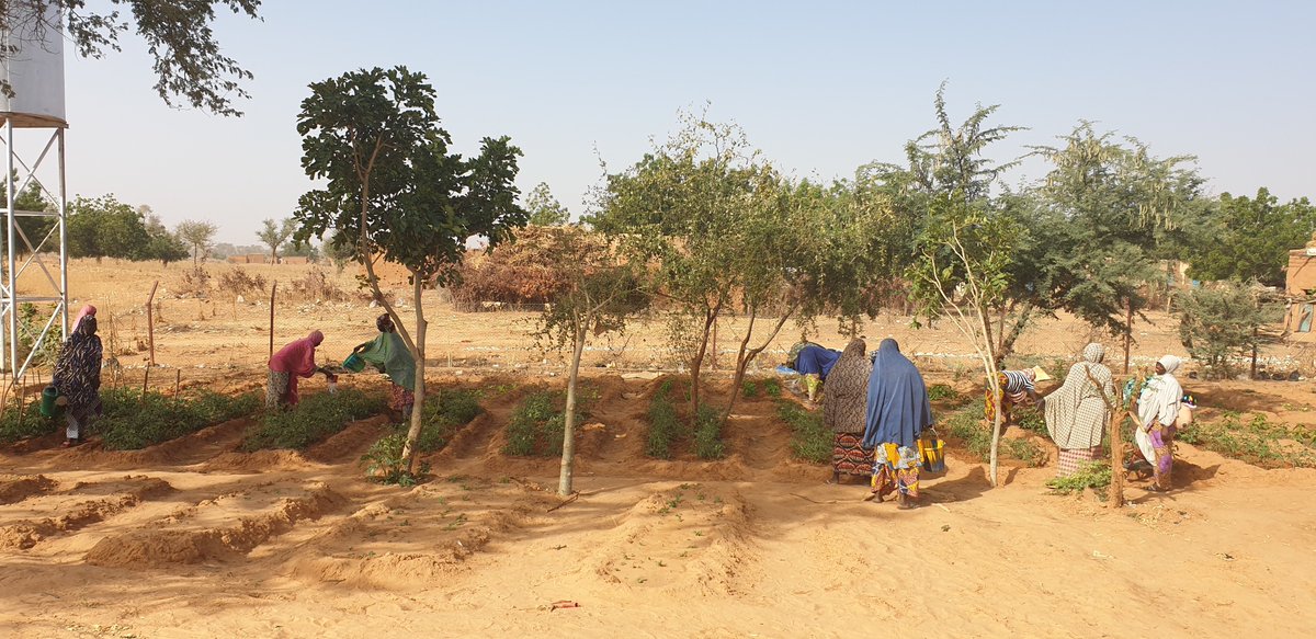 assoADESAF's tweet image. [Niger 🇳🇪] Le projet SALIM, mené en partenariat avec l'ADESA, suit son cours. Les femmes du groupement cultivent désormais le site maraicher mis à disposition par le projet. Les premières récoltes de tomates et de moringa ont eu lieu 🍅
#Niger #maraîchage #agroécologie