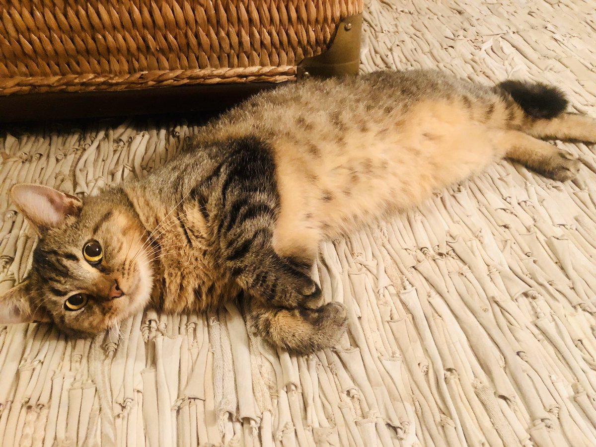 Rosanne3333's tweet photo. @JTomSmith1 how is the kitty cat? https://t.co/S1PG2QQN5q