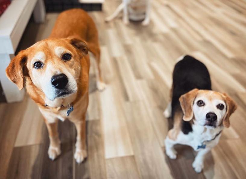 Just two adorable senior dogs waiting to meet our special someones .... We’re up for adoption separately. We just hang out in the same dog den at the adoption center. Bella (12 year old #lab mix) and Burlee (10 year old #beagle) 

#TwoForTuesday #AdoptableDogs #Chicagoland