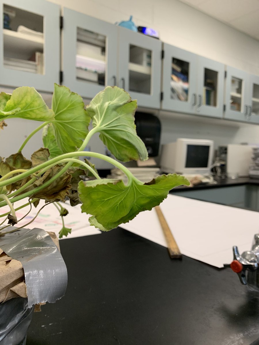 bhsreich's tweet photo. This is one confused plant. Upside down in the dark for a week. Gravitotropism (geotropism) response. Which way is up? #advancedbio https://t.co/maF2H4InzA