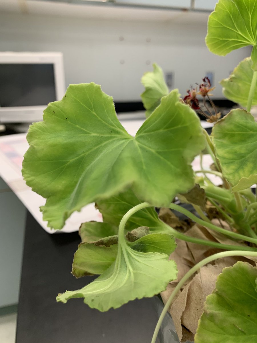 bhsreich's tweet photo. This is one confused plant. Upside down in the dark for a week. Gravitotropism (geotropism) response. Which way is up? #advancedbio https://t.co/maF2H4InzA