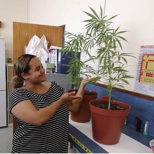 #Cannabis has long been used as medicine for centuries, well sometimes, illegally. Ricquelle here will investigate the plant's potential as an anti-TB drug candidate using some novel experiments. We promised <a href="/SuMBHG/">Division of Molecular Biology and Human Genetics</a> and <a href="/SUhealthsci/">SU, Faculty of Medicine and Health Sciences</a> not to vaporize the plants 😀🚭