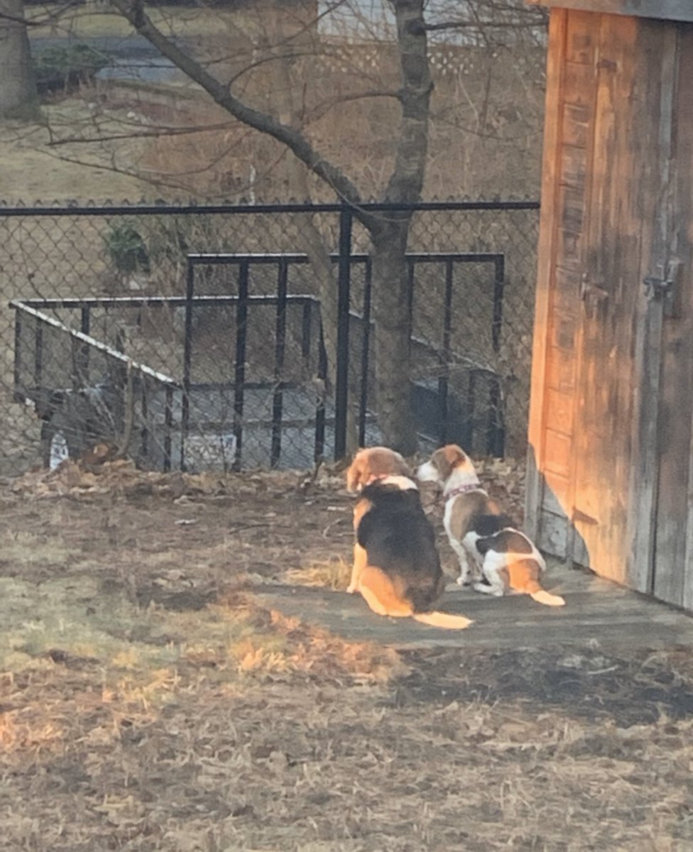 cadanie's tweet photo. Carmen experienced her first snow! She is not impressed with it! Then she got to go to the lake cabin for the weekend with her new sister Candy. https://t.co/BYs8Tf3elK
