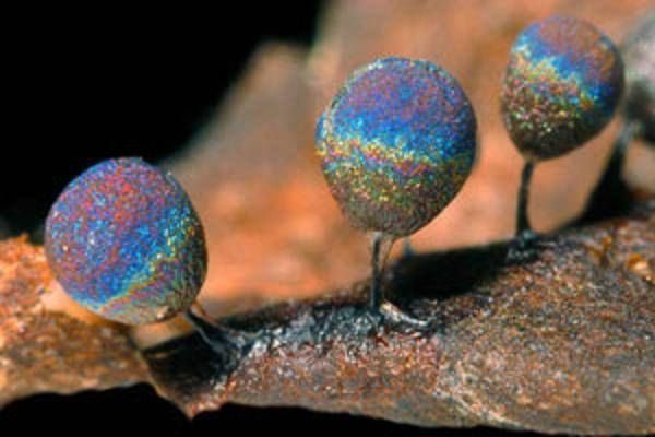 DatGreenMonstah's tweet photo. I learned about a couple new mushrooms/fungi today
This is the Elaeomyxa Cerifera and look like glittery disco balls when they release their spores. https://t.co/3WgSDy8yAs