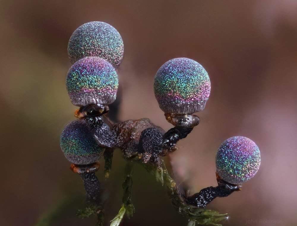 DatGreenMonstah's tweet photo. I learned about a couple new mushrooms/fungi today
This is the Elaeomyxa Cerifera and look like glittery disco balls when they release their spores. https://t.co/3WgSDy8yAs