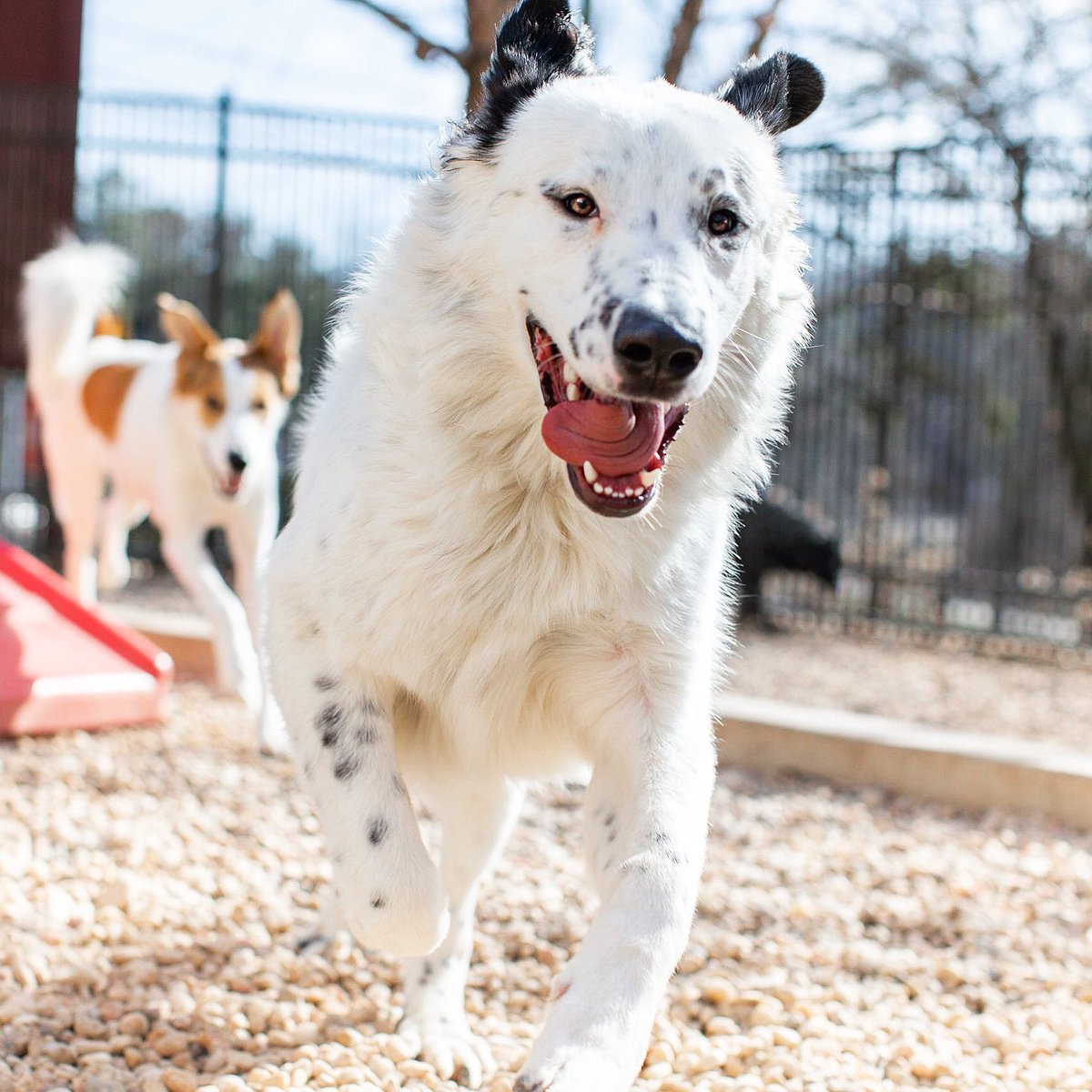 PetVetOnPatton's tweet photo. Happy #TongueOutTuesday friends! Don’t forget your winter coat! ❄️⁣
⁣
🐶: Chester https://t.co/JjRqrahcIX