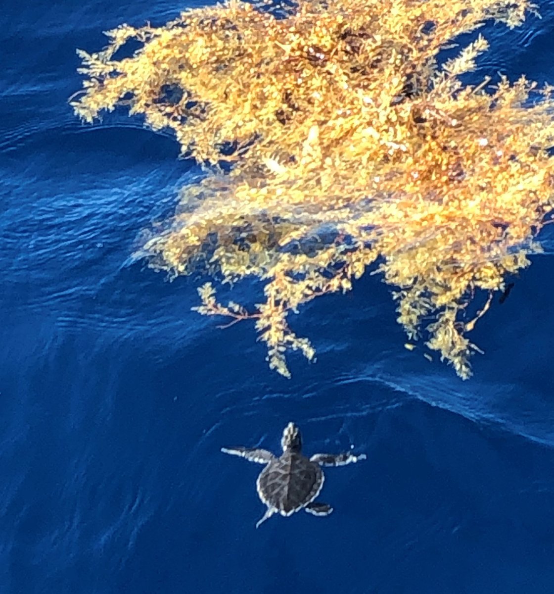 GumboLimboNC's tweet photo. Can you spot the #seaturtle hatchling hiding in the #sargassum? The last of our sea turtle hatchlings and #washbacks were returned to sea earlier this week. Good luck little ones! Hope to see you back on our nesting beaches in 20-30 years!⁠ #lovebocaraton https://t.co/JKmHf3NzCi