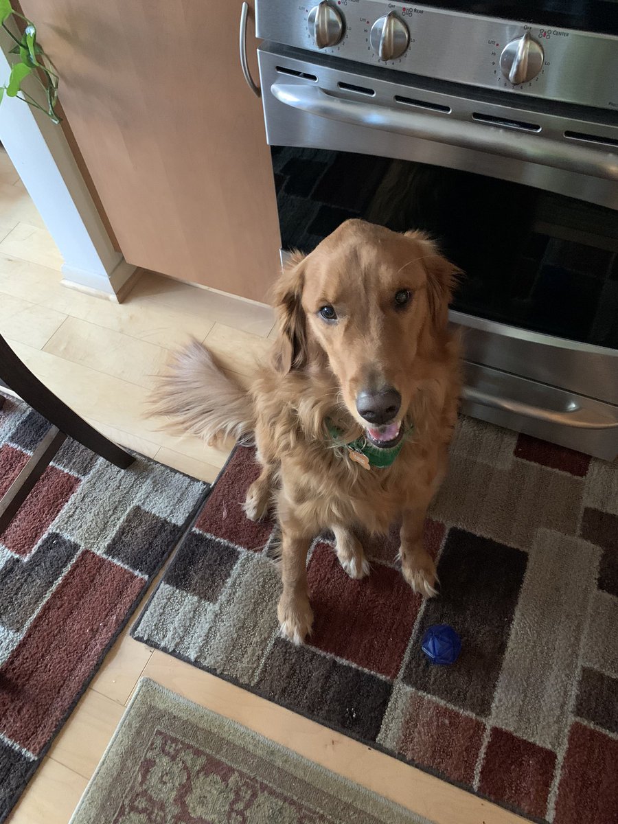 #truman #GoldenRetriever