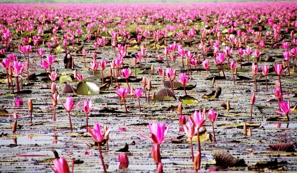 touringwala's tweet photo. Experience Valentine’s day at ‘Red Lotus Sea of Udon Thani’, Thailand 

#RedLotusSea #UdonThani #Thailand #RedLotusSeaThailand #ValentinesDay #Lotus #Travel #Tourism #RedLotuSeaFestival #Touringwala #Nature #ThailandNews 

https://t.co/NsClfWB8zR https://t.co/LWvmlhib5v