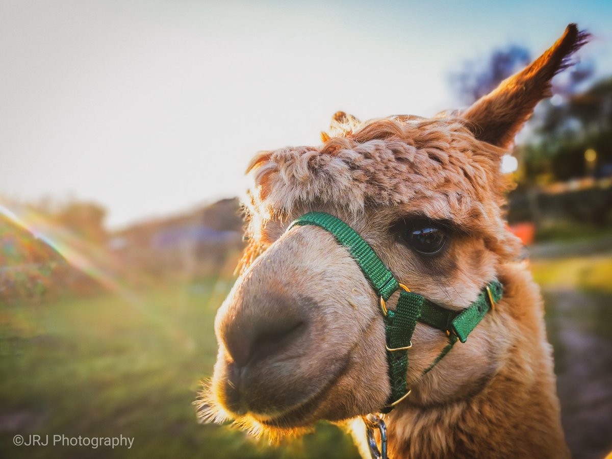 ManselMentor's tweet photo. Another great morning with the Alpacas @Holly_Hagg https://t.co/UN8Z0Sbomt
