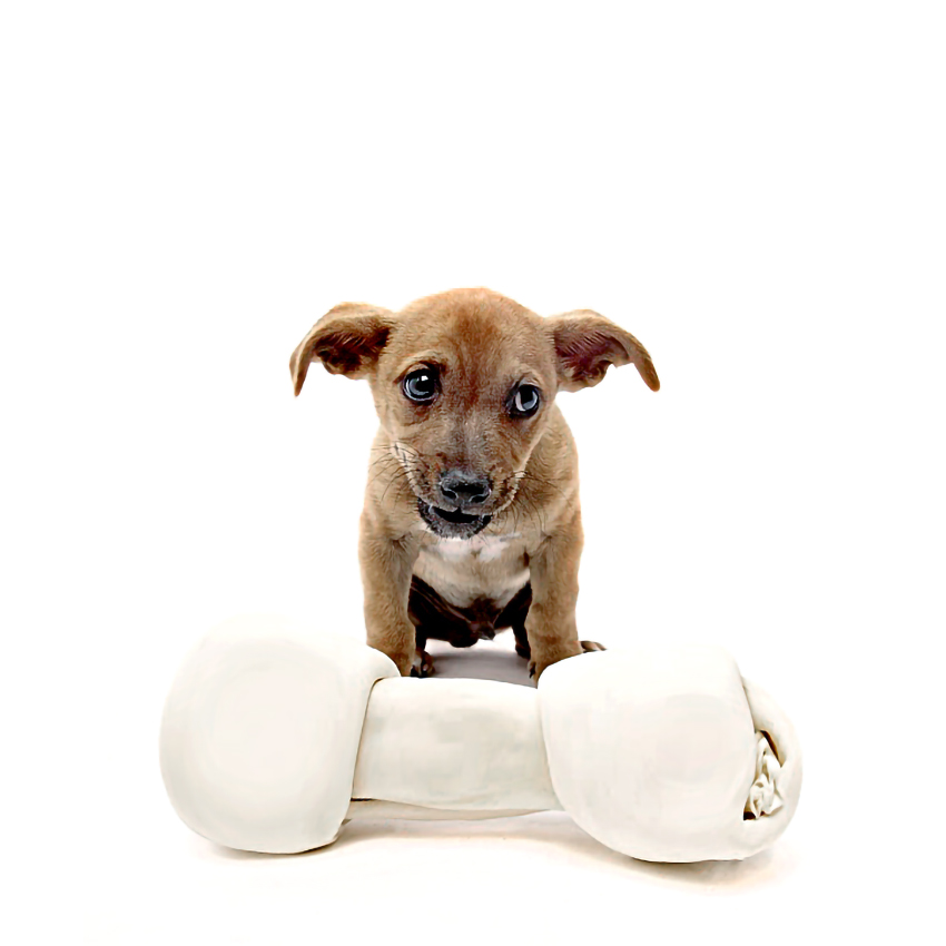 romekpower's tweet photo. #dog #dogs #sweet #cachorro #rescatado #puppy #argentina #BuenosAires  #juliojuarez99 @juliojuarez99 @juliojuarezpuppys https://t.co/ETqmyiYX2B