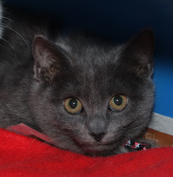 AnimalLeague's tweet photo. Sage is a beautiful older kitten who needs a little reassurance that she's finally safe inside; a family with older children and a feline friend to show her the ropes will give her the confidence she needs to adjust to her first real home. #CatsOfTwitter #GetYourRescueOn https://t.co/sC523JGppf