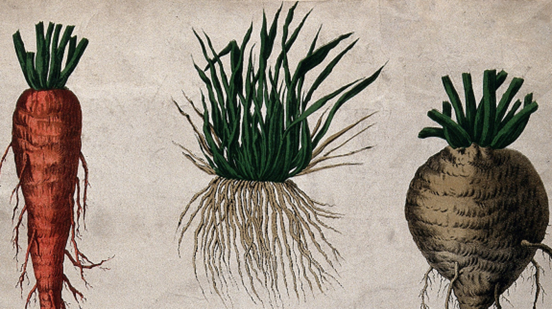 Detailed pen and watercolour drawings on aged paper