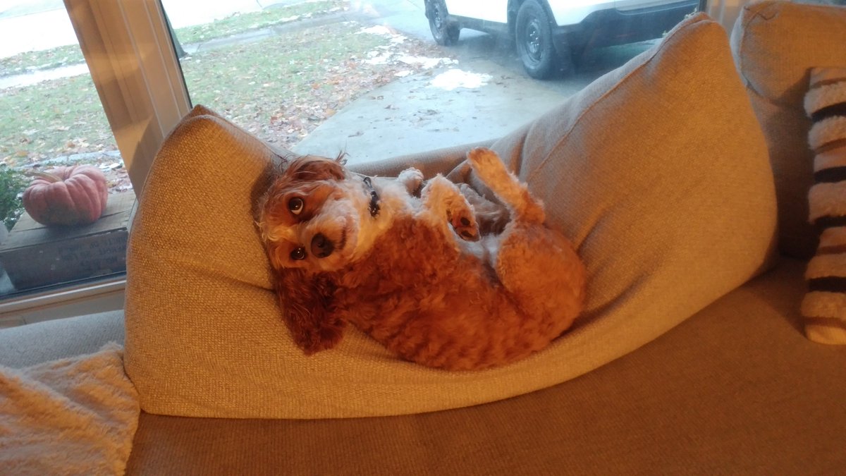 BusyBeeCritSit's tweet photo. Why go for a walk when it's so nice and comfy on the couch?

#dogwalking #dognapping #comfycouch #dogsitting #dogwalkerlife #cockapoo #cockapoolove #cockapoolife #dogsofguelph #guelph #guelphpetcare #upsidedowndog #guelph #busybeecrittersitters #dailydog #bellyrubs? https://t.co/S8C9TXvcB0