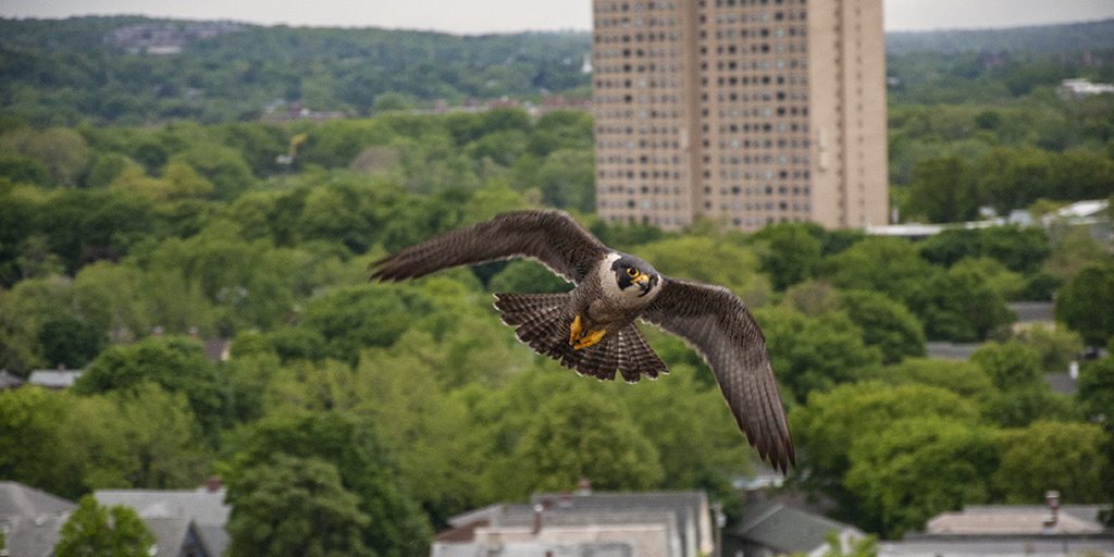 peregrine falcon flying