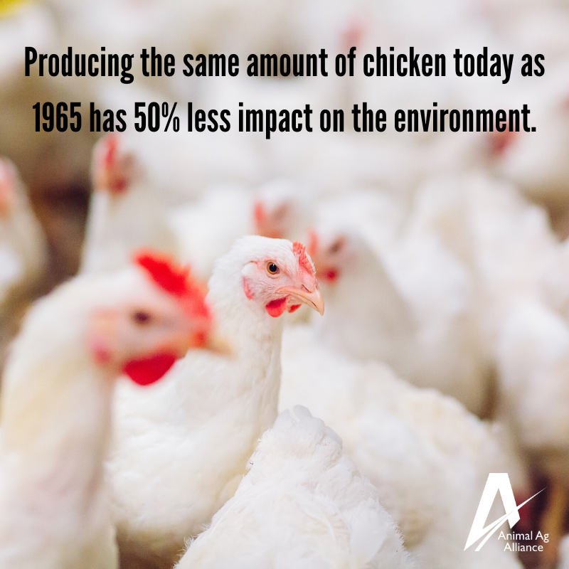 animalag's tweet photo. Chicken 🐔 farmers are hard at work taking care of our environment. https://t.co/im06NCcJOz https://t.co/mYH8s83Fmq