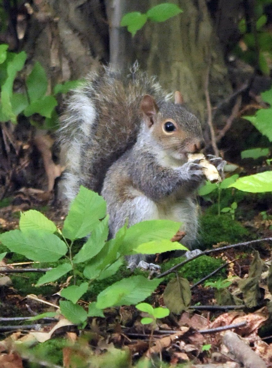 PonteufTheCat's tweet photo. #SquirrelAppreciationDay https://t.co/vIiGaYYZgP