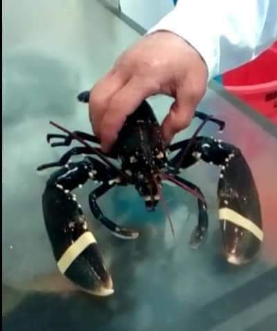 CardiffARG's tweet image. PLEASE SIGN &amp;amp; SHARE. WE ONLY HAVE A FEW MORE DAYS TO GET AS MANY SIGNATURES AS WE CAN.
                       🦞 🦐 🦀 🦂
Please sign our petition to the Welsh Government to implement greater protection for crustaceans.

assembly.wales/en/gethome/e-p…