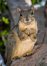 DeadMaine's tweet photo. Hey, it’s National #SquirrelAppreciationDay. Where’s the love? 💀🐿s https://t.co/xJxOEwZxYp