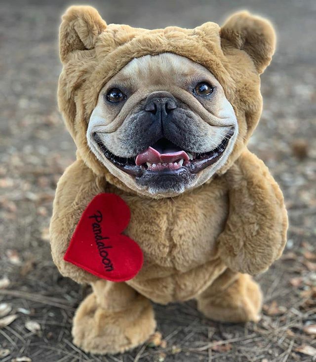 frenchie teddy