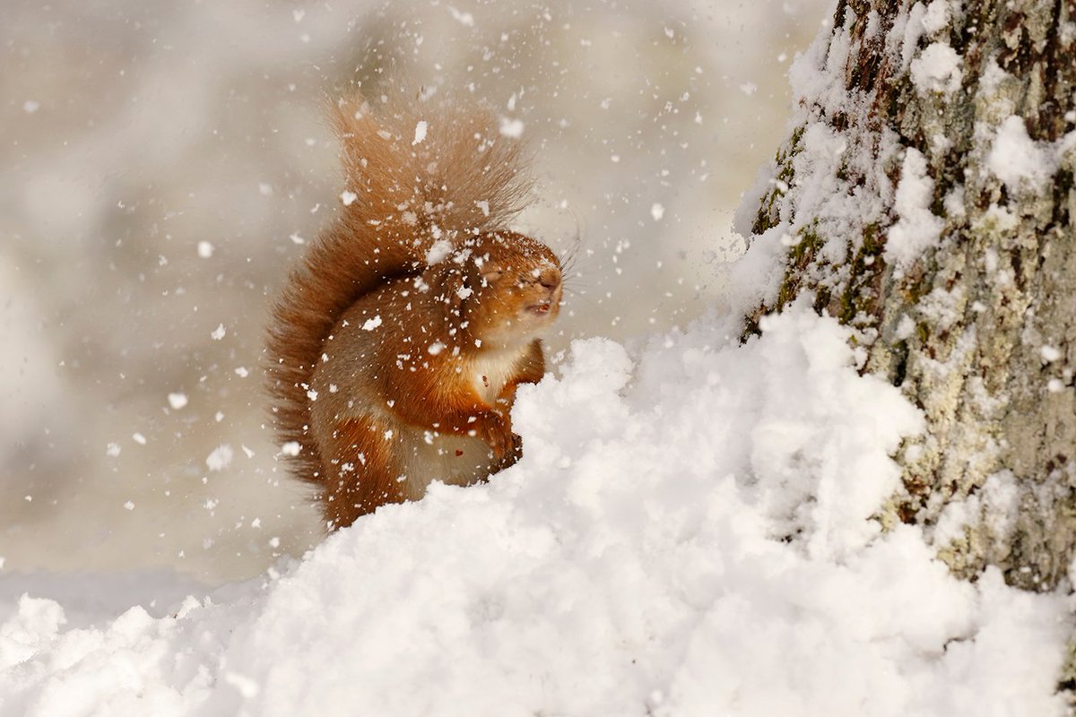 ScotlandTBP's tweet photo. Today is #RedSquirrelAppreciation Day!

Need we say anymore?

📸 @NeilMcIntyre3  / The Red Squirrel: A Future in the Forest 

https://t.co/TzUVsCeHUT https://t.co/UeaUlblxJX