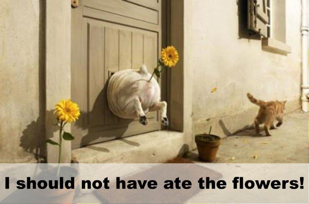 PawsStop's tweet image. See how you might be able to add 2 years to your pets life!

Did you know that OVER 100 million dogs and cats in the U.S are considered
overweight or obese? 

This disease is preventable and we want to help!

Click this link to learn more!

pawsstop.com/healthy-weight…