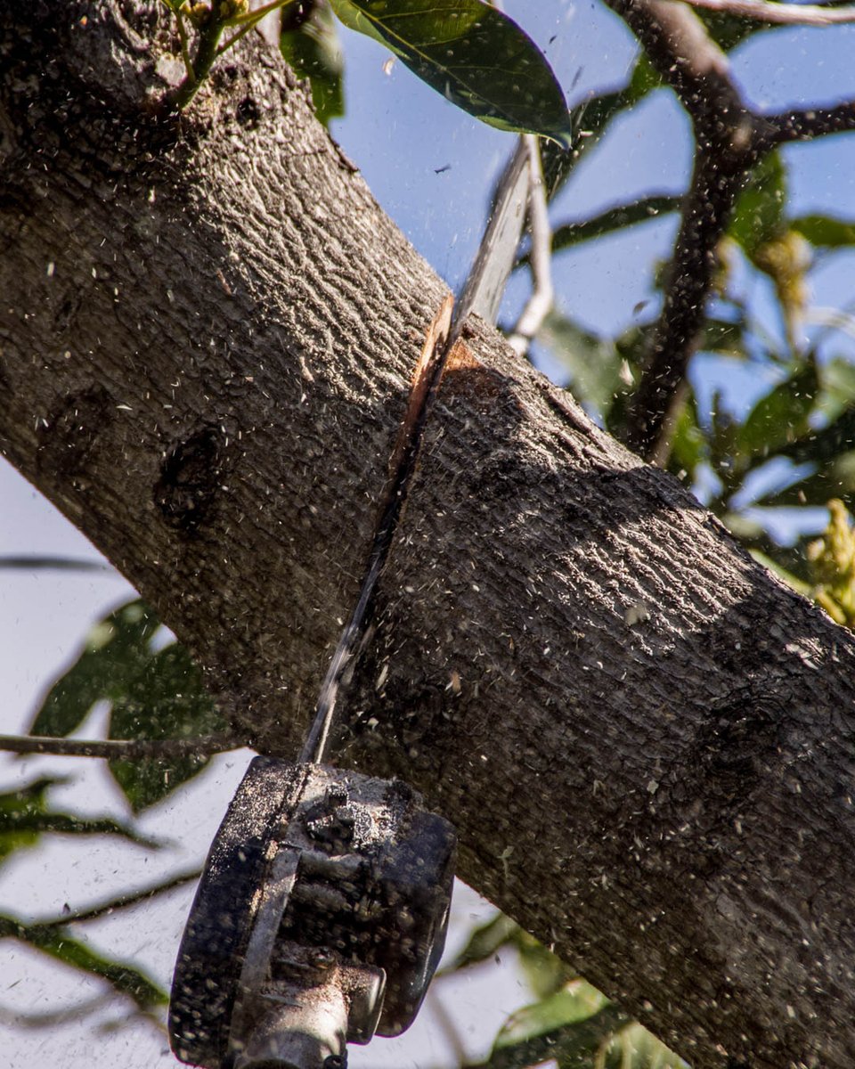 bucks_care's tweet photo. We are dedicated to making sure our customers are happy with our services. What has been your favorite experience with #BucksTreeCare&amp;Landscaping so far? Give Us A Call at # (267)621-4773 today! #FallCleanUp #TreeCutting #TreeTopping #Bensalem19020 https://t.co/8yTWNfVKSQ https://t.co/xnkknysqyu