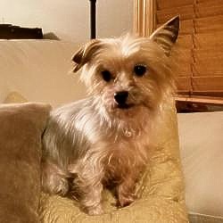 Bo, 4 yr old, 6 pnd Yorkie mix, fostered in Des Moines, #iowa. Released frm breeding &amp; given chance for better life. Seeks loving, patient stay-at-home human who will continue basic &amp; potty training. Adoption app @ bit.ly/UYR_Lookingfor… 🐾💙  
#adoptdontshop #yorkie #rescuedogs