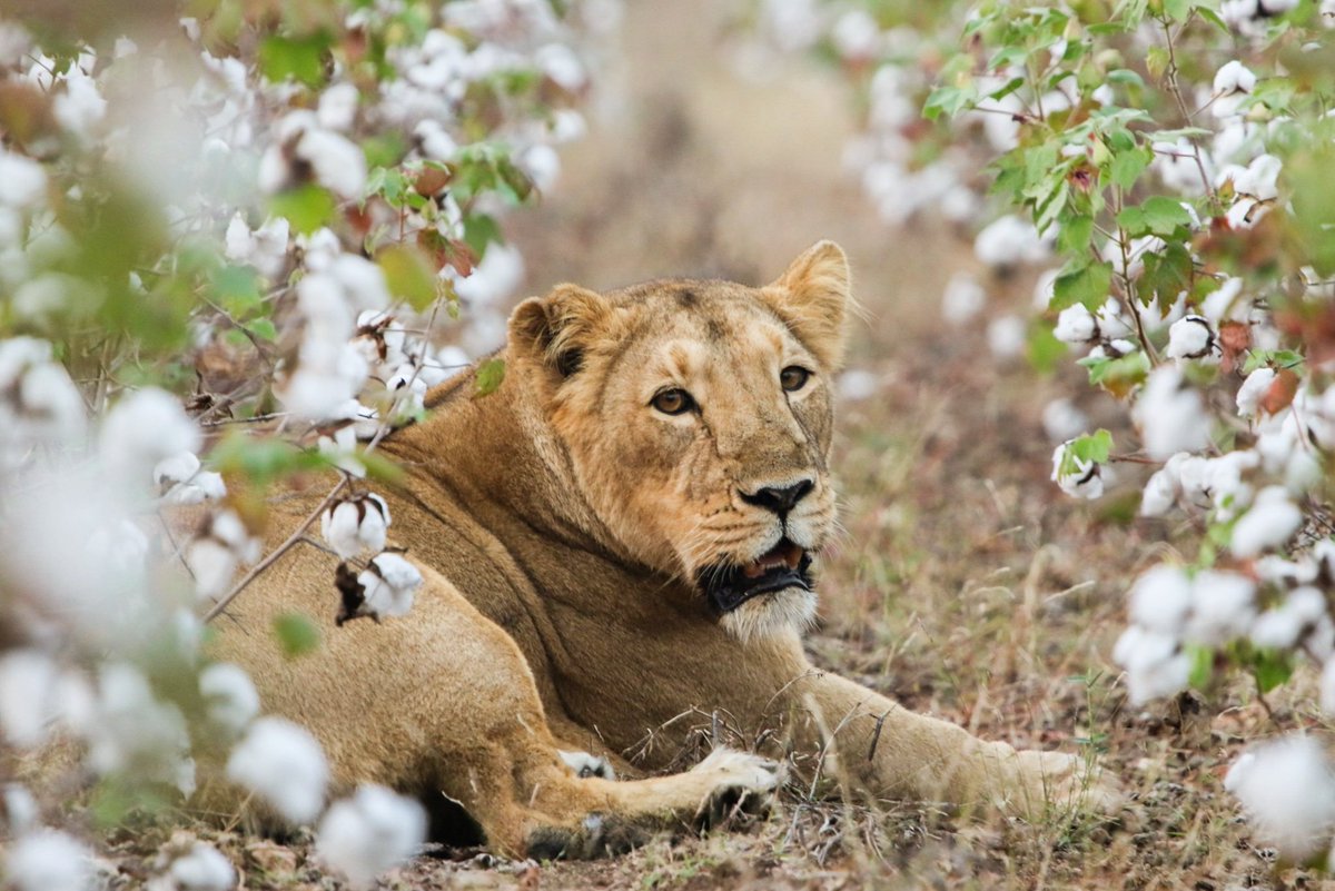 The guardian.the leader.the Queen.
.
.
.
#CaptureOnCanon #CanonEdge #canonindia #canonasia #canon7dmarkii #natgeowildlife #wildlifeofindia #wildlifeindia #wildlife_india #wildlifeafrica #wildcats #gujaratdiaries #glorious_junagadh #gujarat #gujarattourism #sonybbcearth #NatGeo