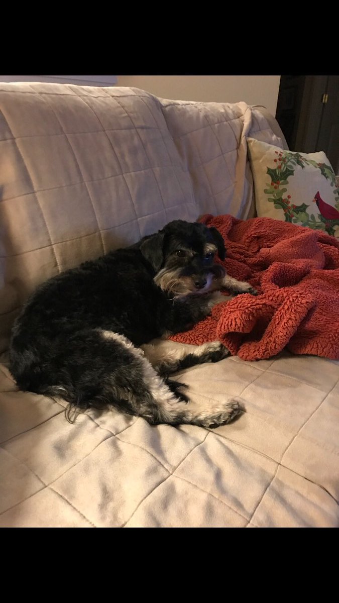 Did you know our compliance staff loves dogs? #thisorthattuesday