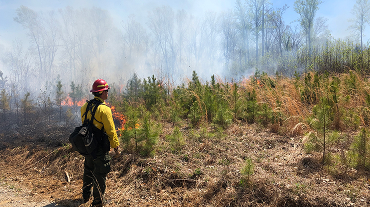 usfs_nrs's tweet photo. #PrescribedFire can greatly improve regeneration of native tree species in the Midwest and Northeast, but what are the impacts on residual hardwood timber and wood product recovery?
https://t.co/pifbovqbaz
#TimberQuality https://t.co/2ShN4AMNY8