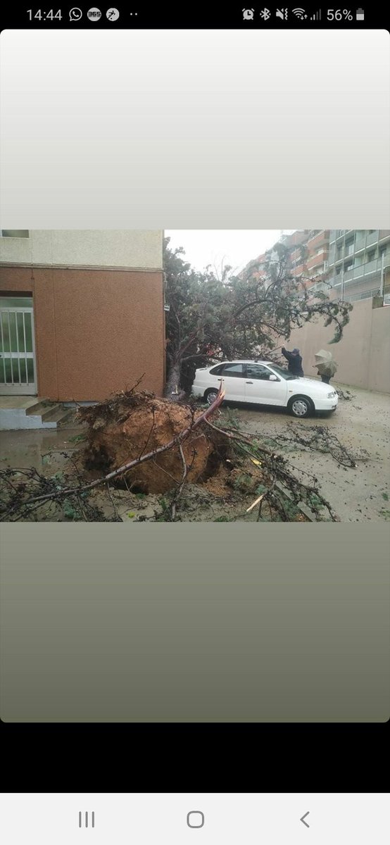 jennyrebollo's tweet photo. @totesmoutv3 @tv3cat A Badalona demà hi ha cole. Al nostre Joan Coret avui s'han caigut 2 abres amb els nens a dintre. https://t.co/eN4zCQZLq4