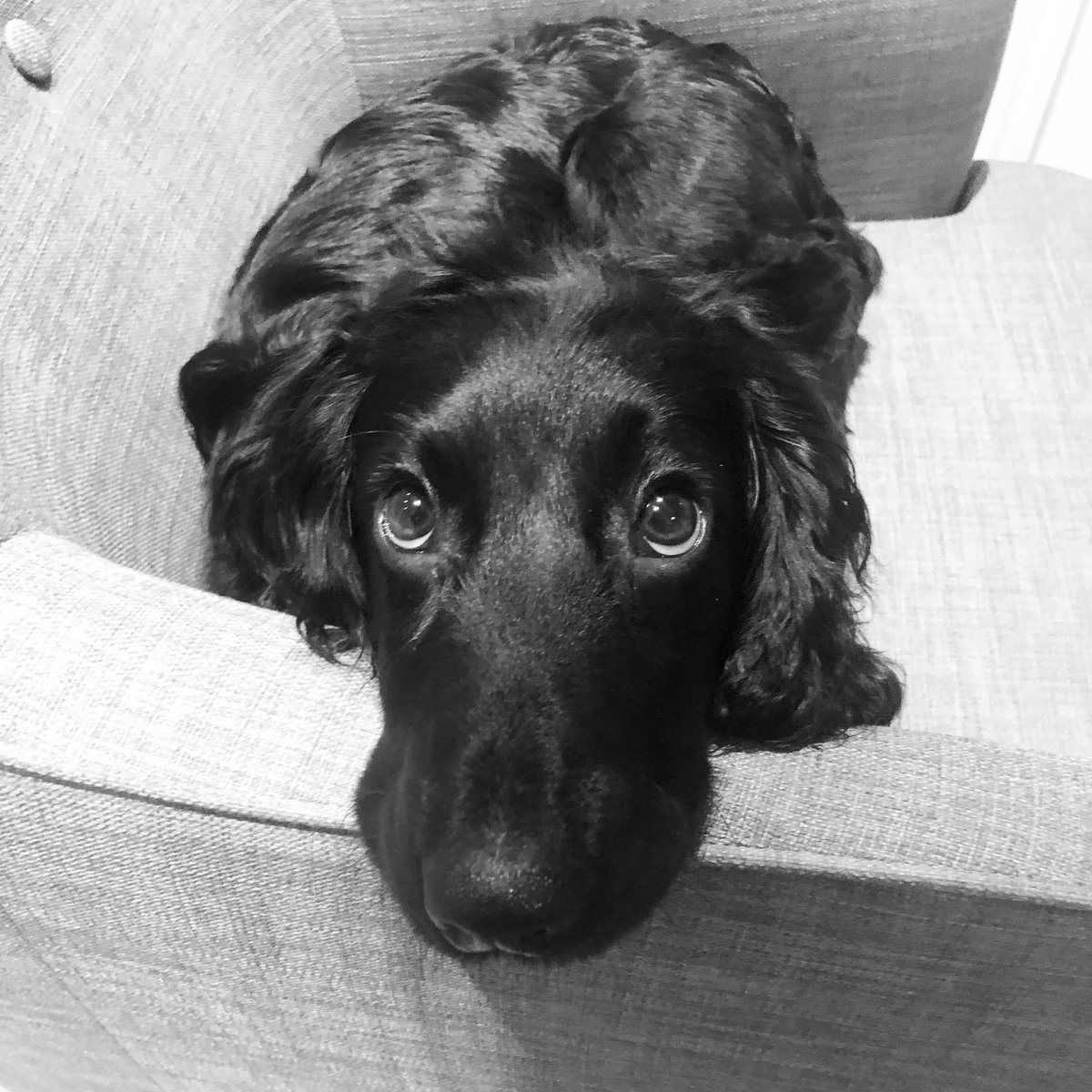 #rubyfromtheblock #RIPRuby 💔 (@RubyTheCav) / Posts / X