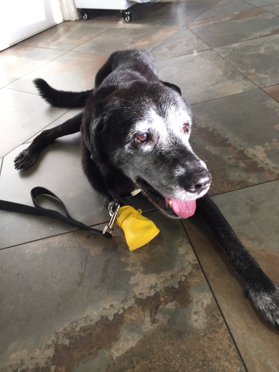 Aloha Tongue out Tuesday Friends! We are back at the vet again. No stitches or cones anymore but I will have to keep my paw bandaged for a while. I am happy to be cone free and one bad paw isn’t going to take me down. 😎🐾